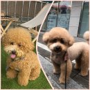 말숑말숑 이미지