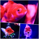 6.5인치에서 바라보는 세상-스마트폰으로 사진찍기 | 긴자 미디어 아트 아쿠아리움 다녀온 후기