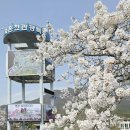 부곡파출소 | 창녕 벚꽃 만개 한 부곡온천 단지 온천축제 후기
