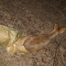 장미산주유소 이미지