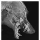 앙리동물병원 이미지