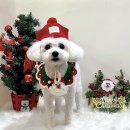 그루몽실 이미지