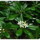 12월 28일 돈나무 (Japanese pittosporum) 이미지