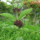 시크릿헤어 이미지