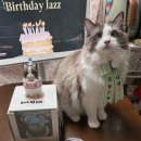 아이데코(사당점) | [서울/사당] 고양이 생일케이크, 랙돌 고양이를 그대로 담은 왕 입체얼굴 컵케이크