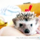 리본매는 아롱이 이미지