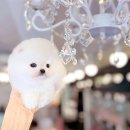 강아지당 | 인천강아지분양 직접 방문하고 결정한 후기