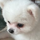 우리집 강아지 | 우리집 강아지 눈물자국 없앤 후기 - 2년간의 연구