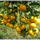 이슬농장 이미지