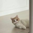 앙금플라워(떡케이크) 이미지