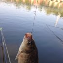 고골낚시터 | 서울근교낚시터 :: 하남 고골 낚시터!! 후기!!