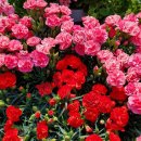 와이마트 부송점 이미지