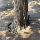 중남식당 | [베이징] 너 스윗중남이니?