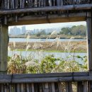 철새탐조대 이미지