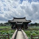 군자정 | 청도 유등연지 군자정 7월 8월 대구근교 가볼만한 곳 연꽃 명소