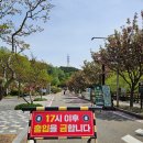 주PC | 당진 삼선산 수목원 겹벚꽃 이번주가 마지막 벚꽃구경 다녀온 후기