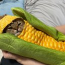 (주)제이오 이미지