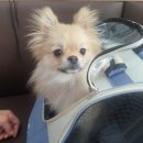 제일2차동물메디컬센터 이미지