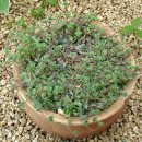 백두산 범 이미지