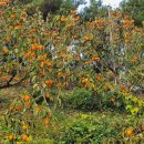 홍시노래연습장 이미지