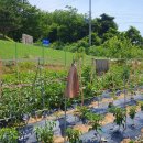 (임대완료...많은관심에 감사드립니다. )180평토지에 6평(3m*6.5m)농막....편의시설완벽하고 경기도근접한 농장입니다.... 이미지