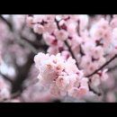 Blossom 이미지