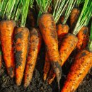 은수네농장 이미지