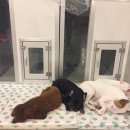 달중이네 펫호텔 이미지