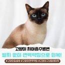 대신동물병원 | 군산 고양이 입냄새가 나요 치아흡수병변, 발치 대신 면역약침으로 회복 한 후기(익산 인근 동물병원)