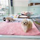 LOVING PET 이미지