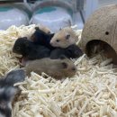 햄스테라