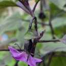 대박기원농장 이미지