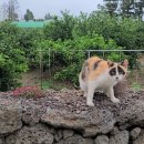 헬로반디 이미지