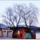 버드나무집 이미지