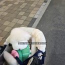 동촌유치원 | 강아지 하네스 가방 강아지목줄 모몽 내돈내산 후기