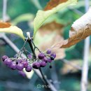 성북동-920 | [커버스토리] 41년만에 풀린 봉인..총천연색 '비밀의 숲'