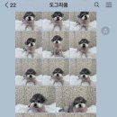 도그라움 이미지