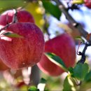 능금농장2 이미지