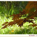 월계약국 이미지