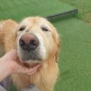 김포 보스독 이미지