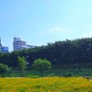 억새2축구장 이미지