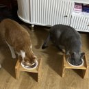 주식 | 🐱 탐사 고양이 주식 파우치 후기