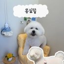 몽실 애견미용 | 배곧애견미용 스트레스 없는 1인 미용실 몽실뜰
