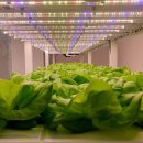 이상농장 이미지