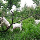 호박목장 이미지