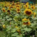 여난농장 이미지