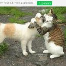 멍멍이 이미지