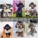 대한켄넬 | 깜소♥소백 자견 토이푸들 분양 전문켄넬 진또배기는 남양주켄넬
