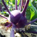 콜라비
