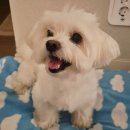 덴탈이유 | 추천하는 강아지 덴탈껌 내돈내산 덴탈핏츄 후기